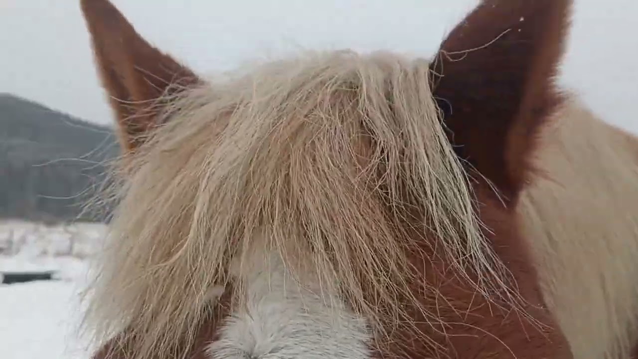 Бонни