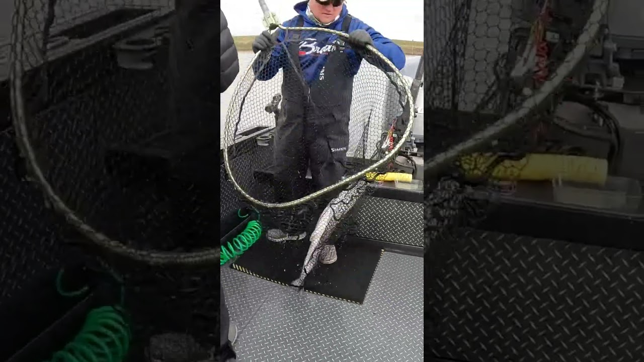 I Can Track Our Hatchery Salmons Journey!
