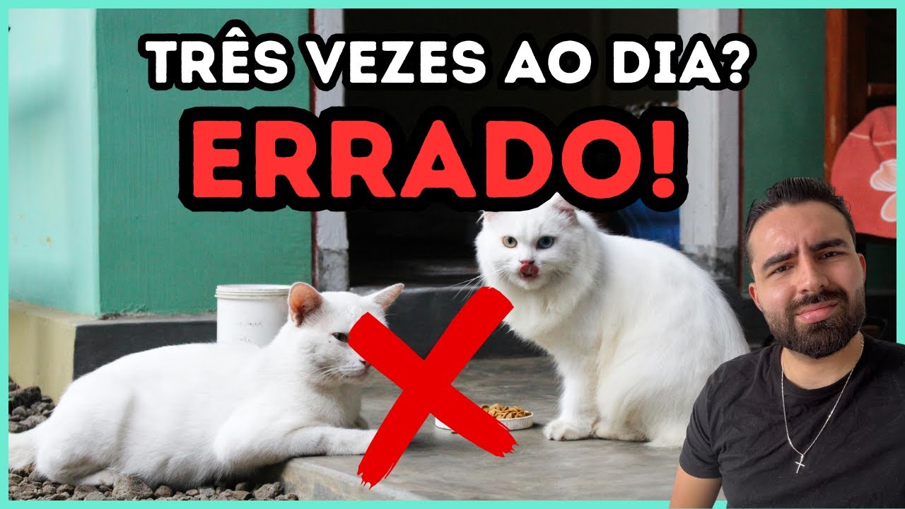 O Erro Na Hora De ALIMENTAR Seu Gato Que 90% Dos Tutores Ainda Cometem!