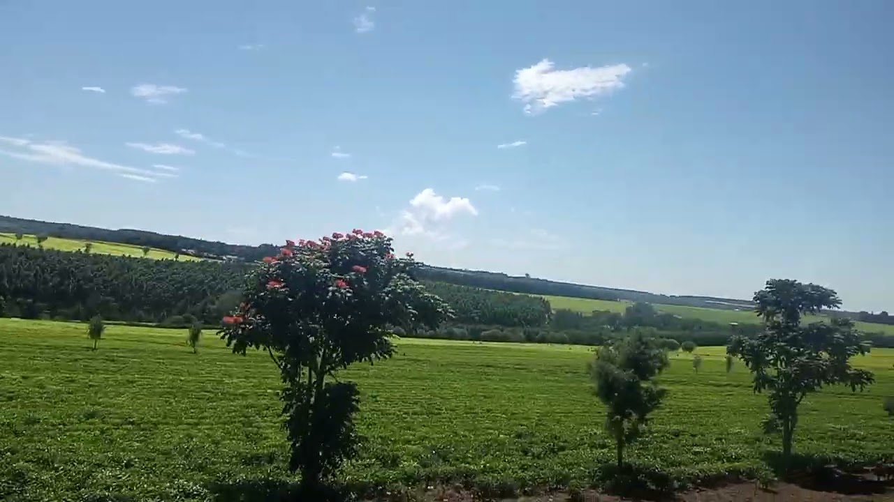 Kericho Tea Plantations