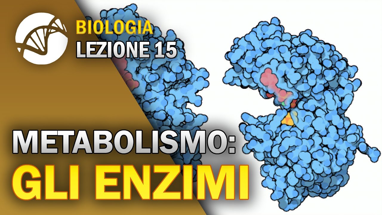 BIOLOGIA - Lezione 15 - Gli Enzimi | Metabolismo Cellulare
