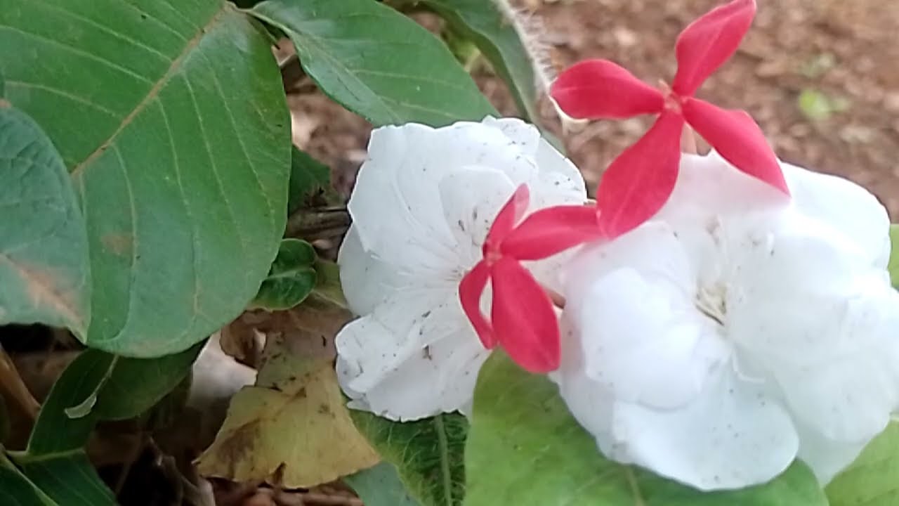 மர்ம நபரை கண்டுபிடித்த பாரதி 5 மார்ச் 