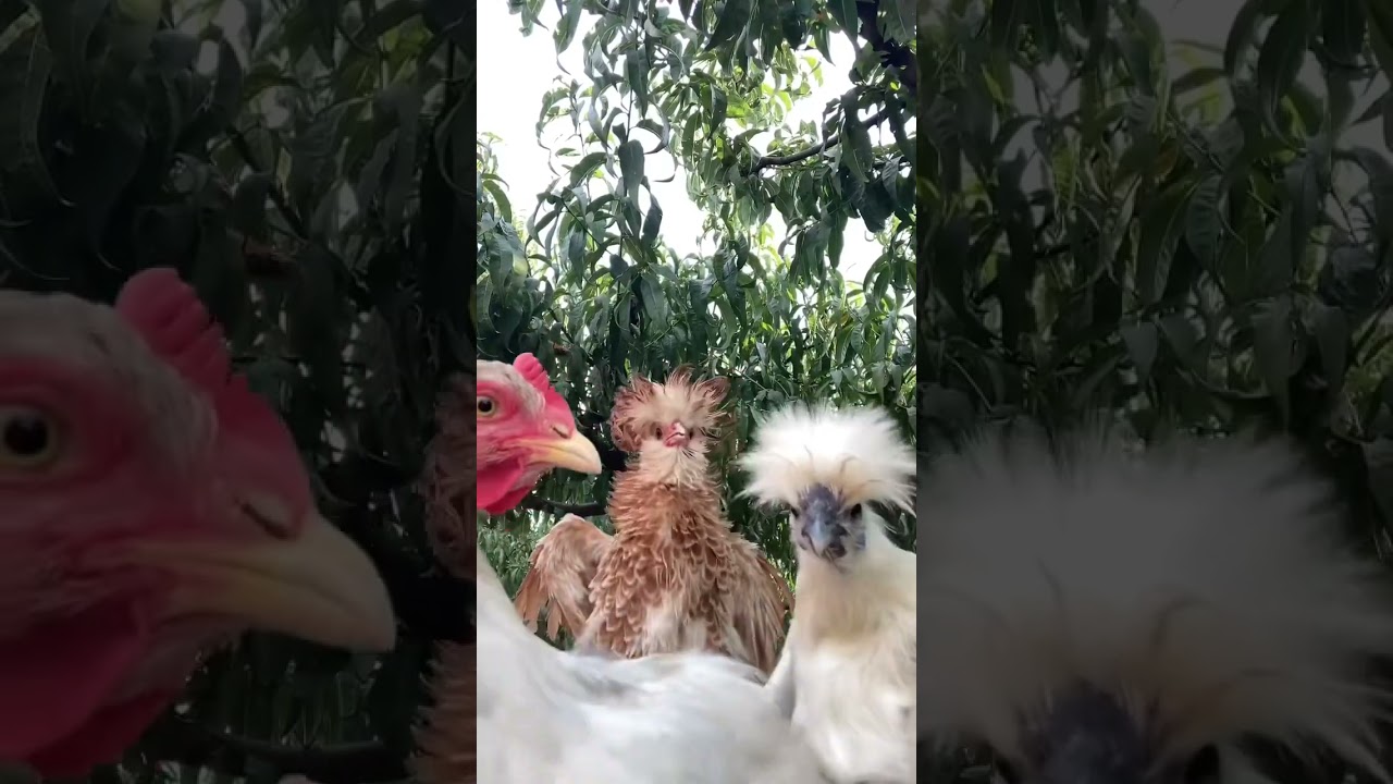 Part 09 - Dancing Chickens 🐓🤣 #amazingshorts #funnyclips #funnyshorts #shorts #viralvideo