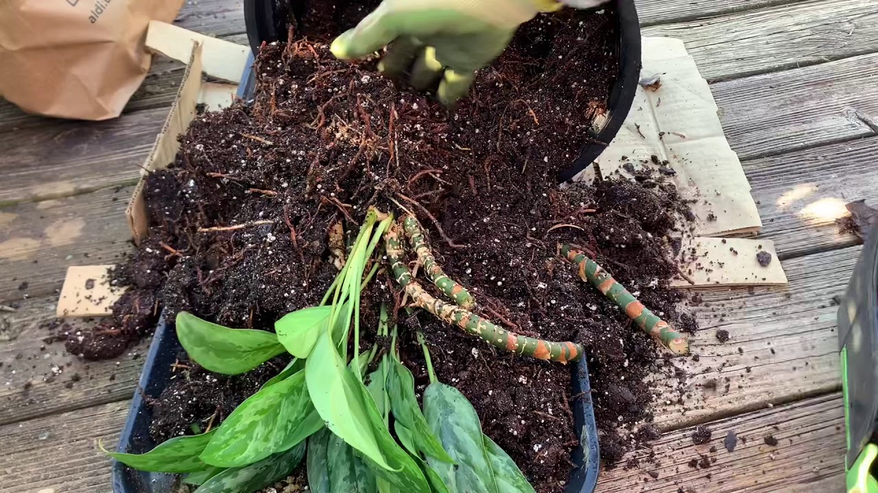 Размножение китайской вечнозеленой аглаонемы (Aglaonema)