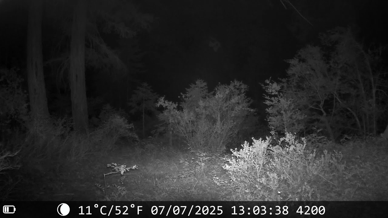 Overnight Game Cam Footage Louse Camp Bluff Creek (2025) 