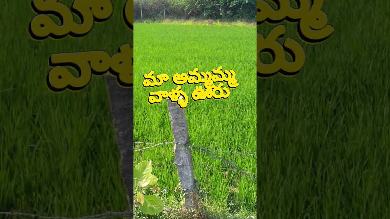 మా అమ్మమ్మ వాళ్ళ ఊరు #village #villagevlog #myvillage #subscribemychannel #youtube 