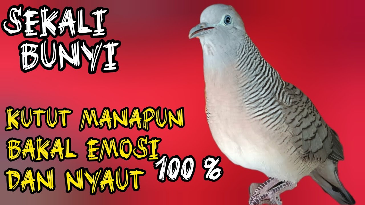 Perkutut Lokal Gacor Suara Besar Cocok Untuk Pancingan Semua Jenis Burung Perkutut Agar Cepat Bunyi