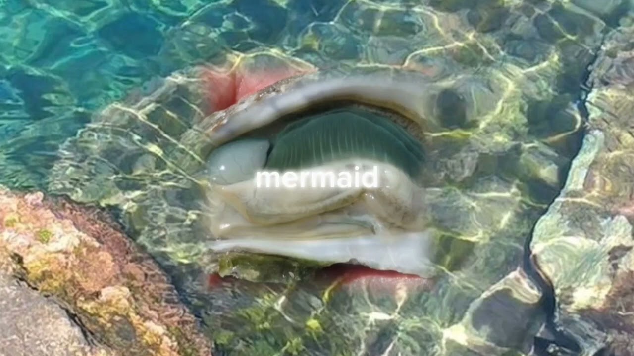 PROFESSiONAL MERMAiD 𖦹 ȶɨӄɨ քǟաʐ