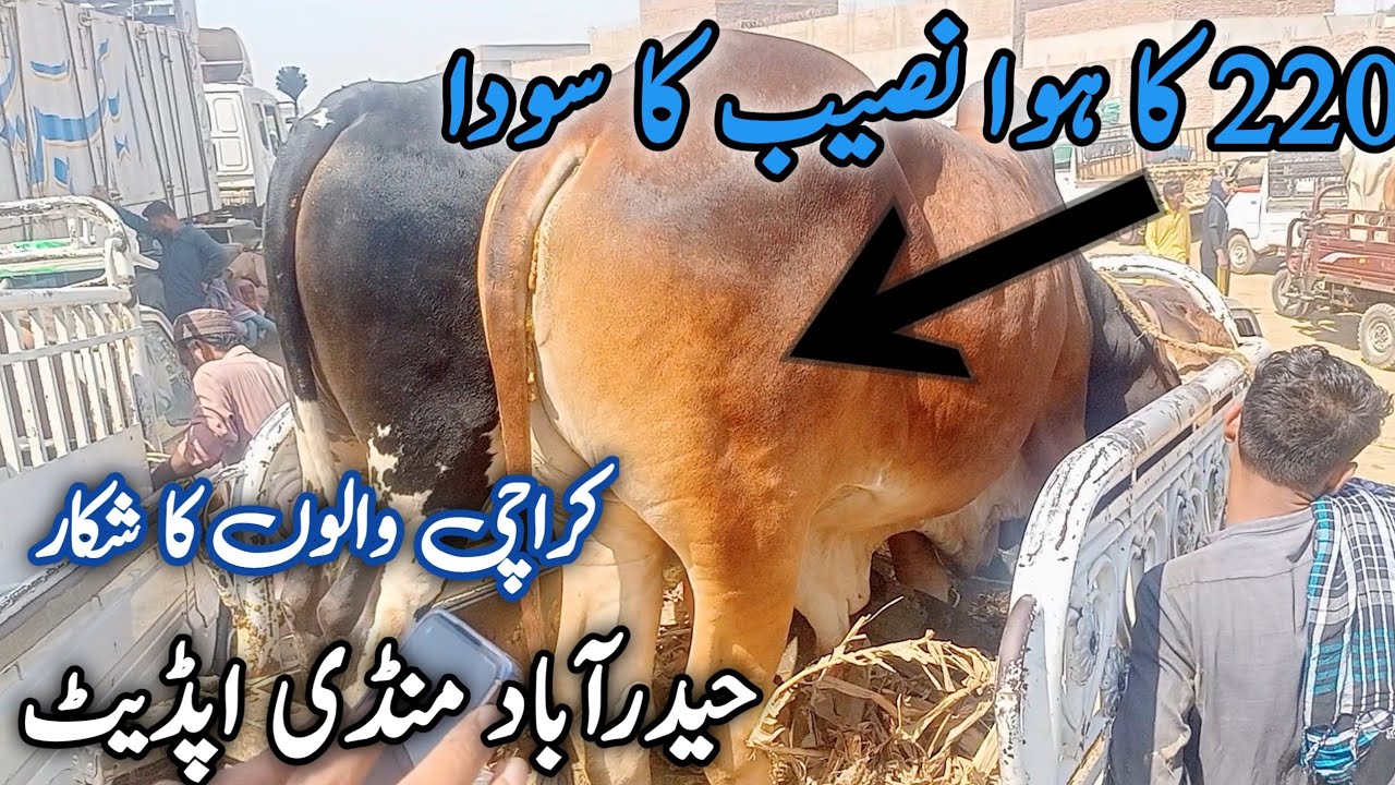 Mandi me howe naseeb k sade | Hyderabad Mandi update  | Qurbani 2024 |8 May 2024
