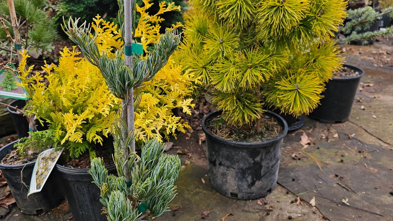 Pinus Parviflora 