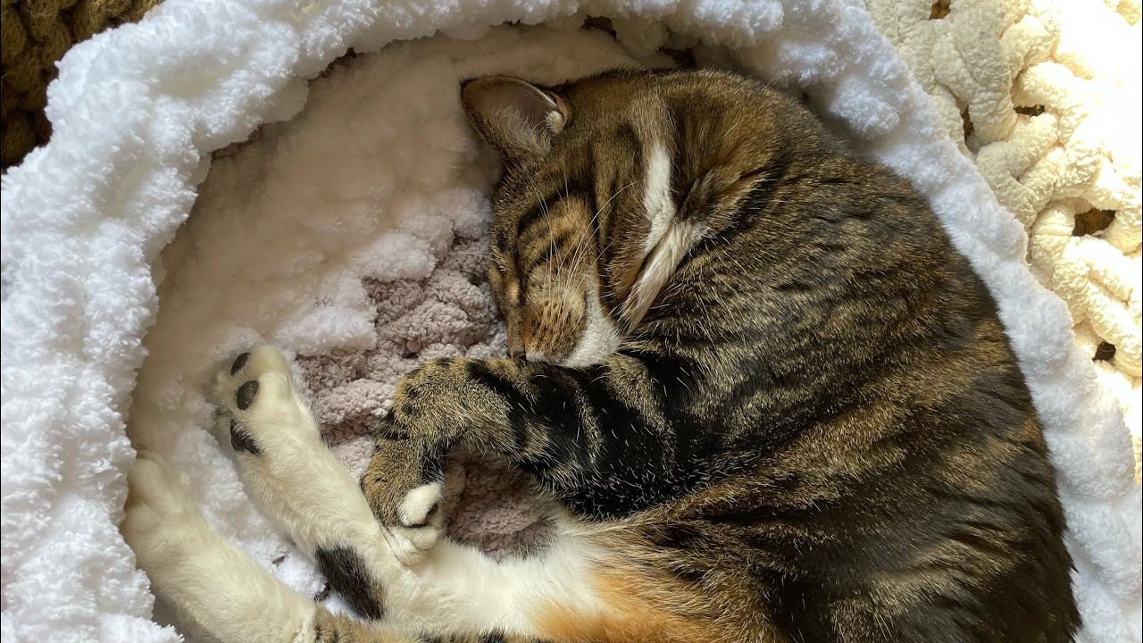 Pet bed with insert HOW TO