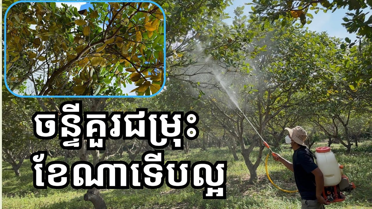 #គួរជម្រុះចន្ទីខែណាទើបល្អ