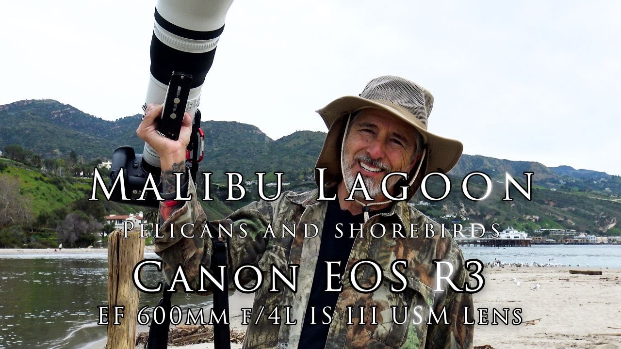 Canon R3 Canon EF 600mm F4 III with 1.4 extender - Malibu Lagoon. Plovers, pelicans and gulls! 💖