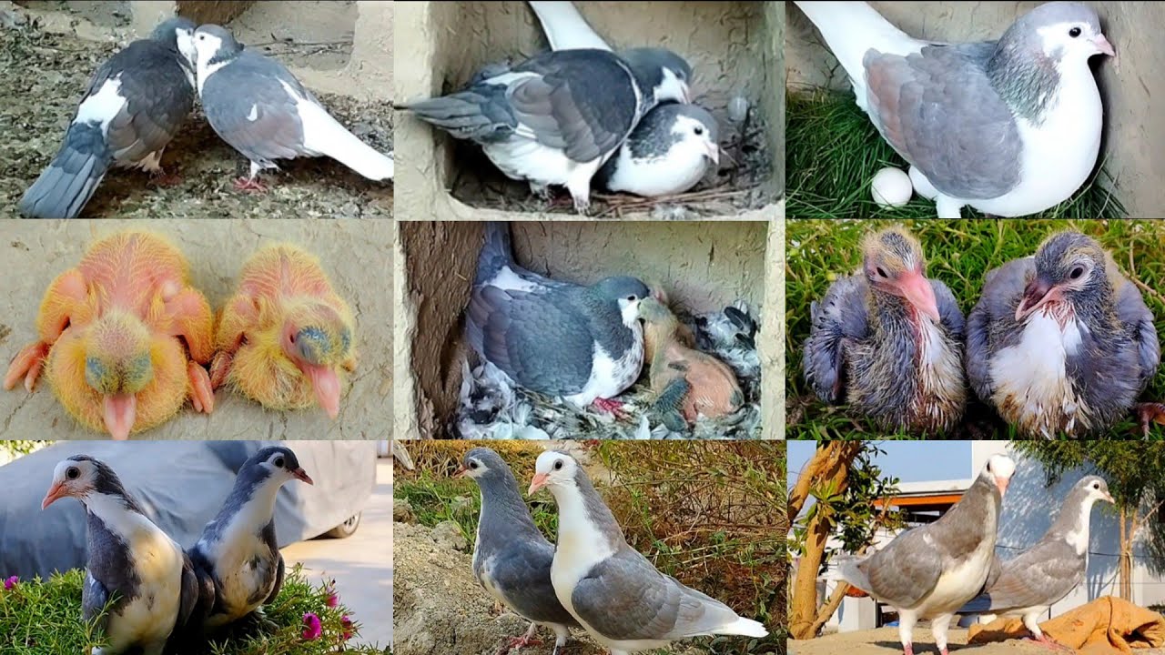 Video of Germany pigeons 😍 || pigeons baby growth || day 1 to day 28