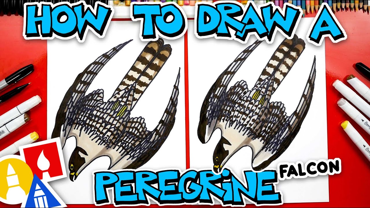 How To Draw A Peregrine Falcon Diving - Advanced