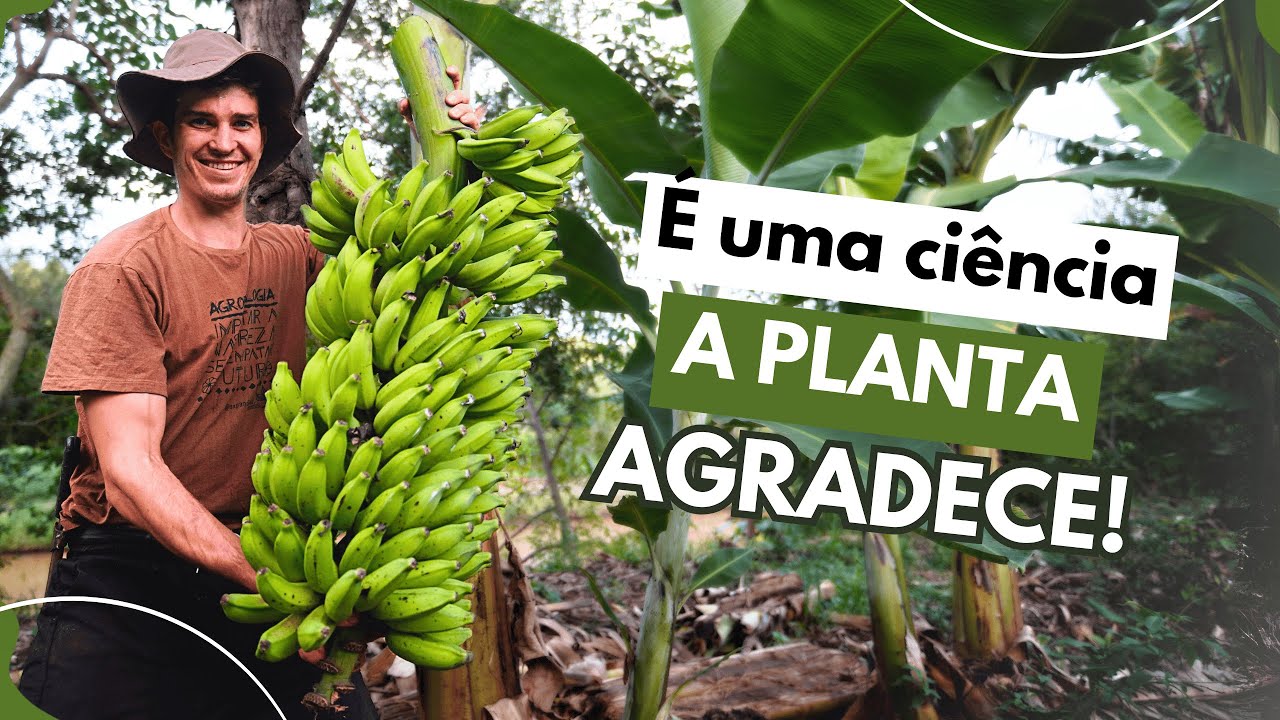 4 CUIDADOS ESSENCIAIS para produzir grandes cachos de banana