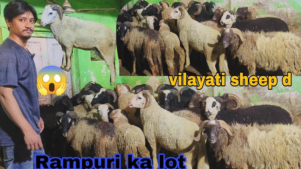 Al Varsah sheep farm per specially Rampuri collection best quality sheep s available in Hyderabad 