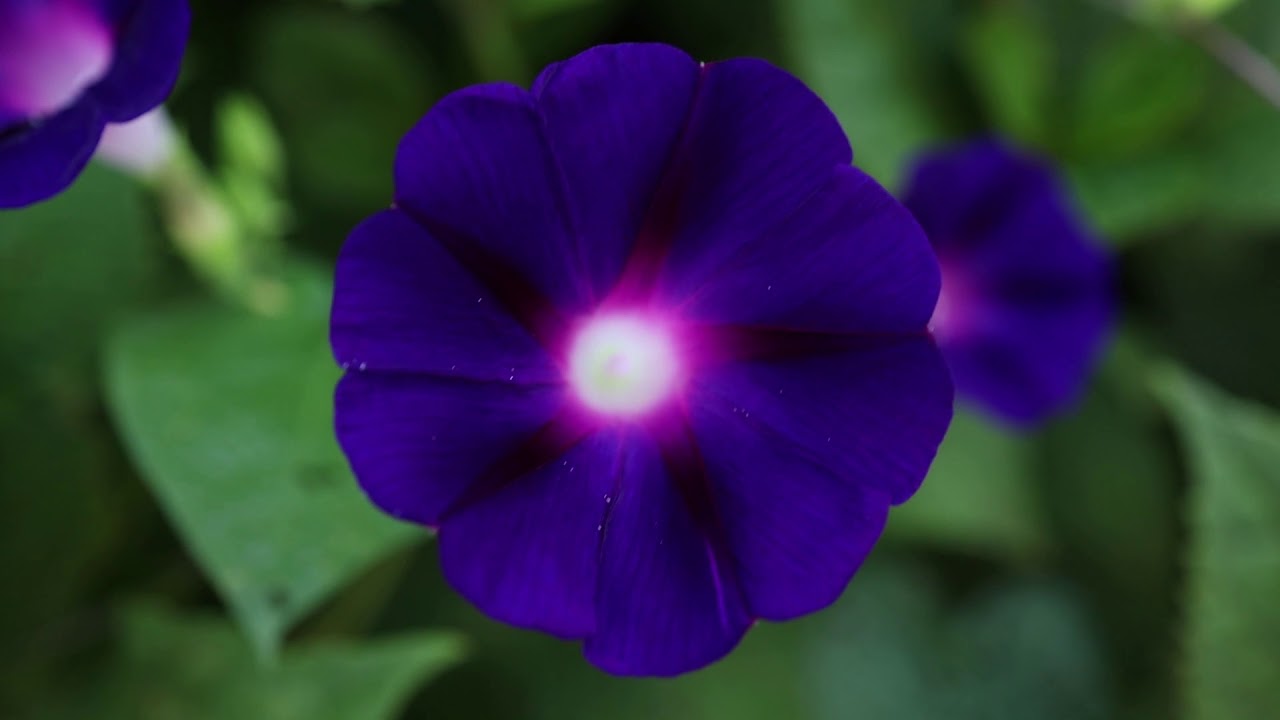 Flower Atomicus Prime Veritas