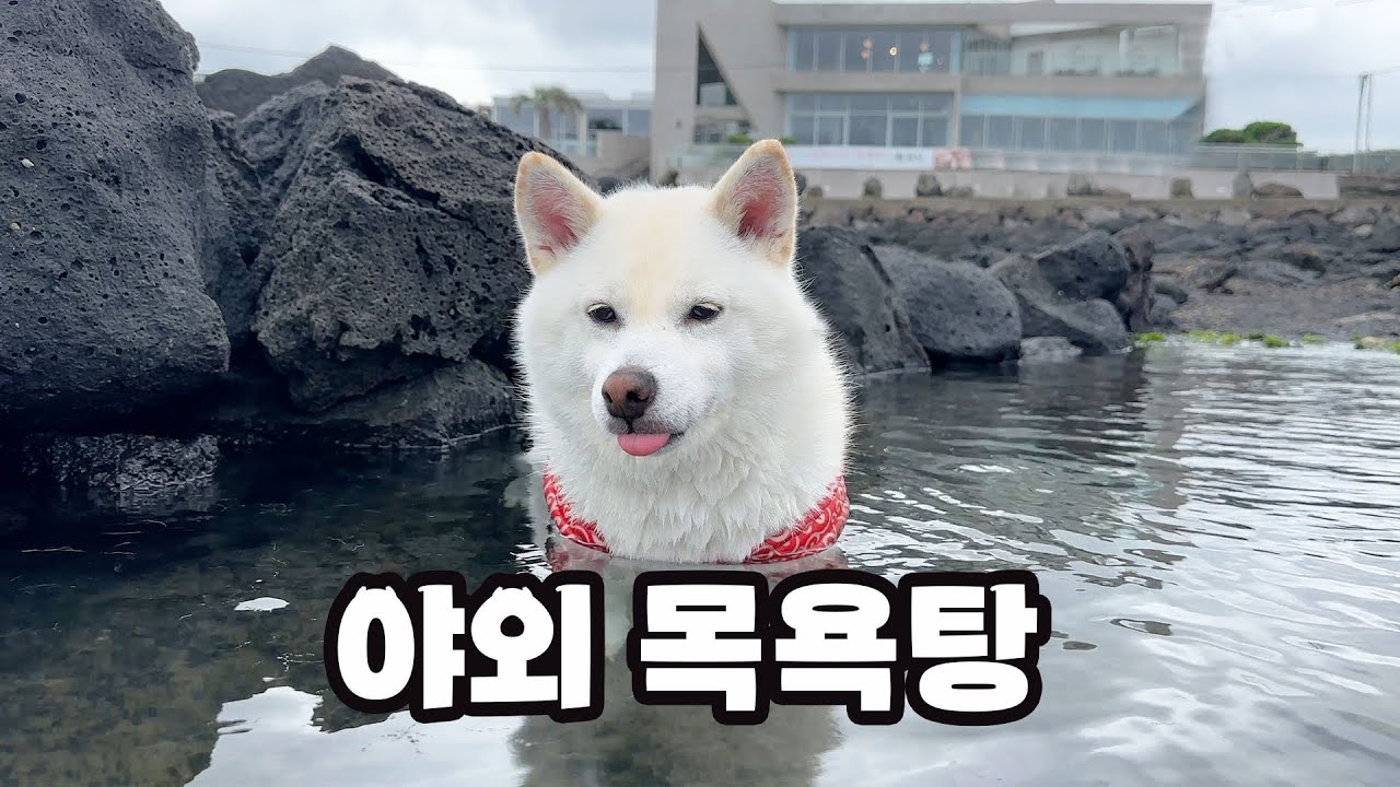 물속성 시바견 여우!! 집에좀 가자 ㅋㅋㅋ 곰이의 9번째 생일파티! 삼시바와 제주도 일상 브이로구