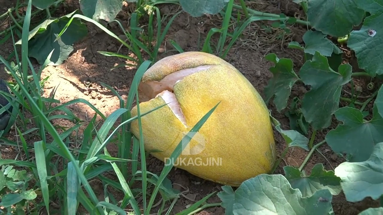 Në fermën e Xhemë Beqirajt, nga Suhareka