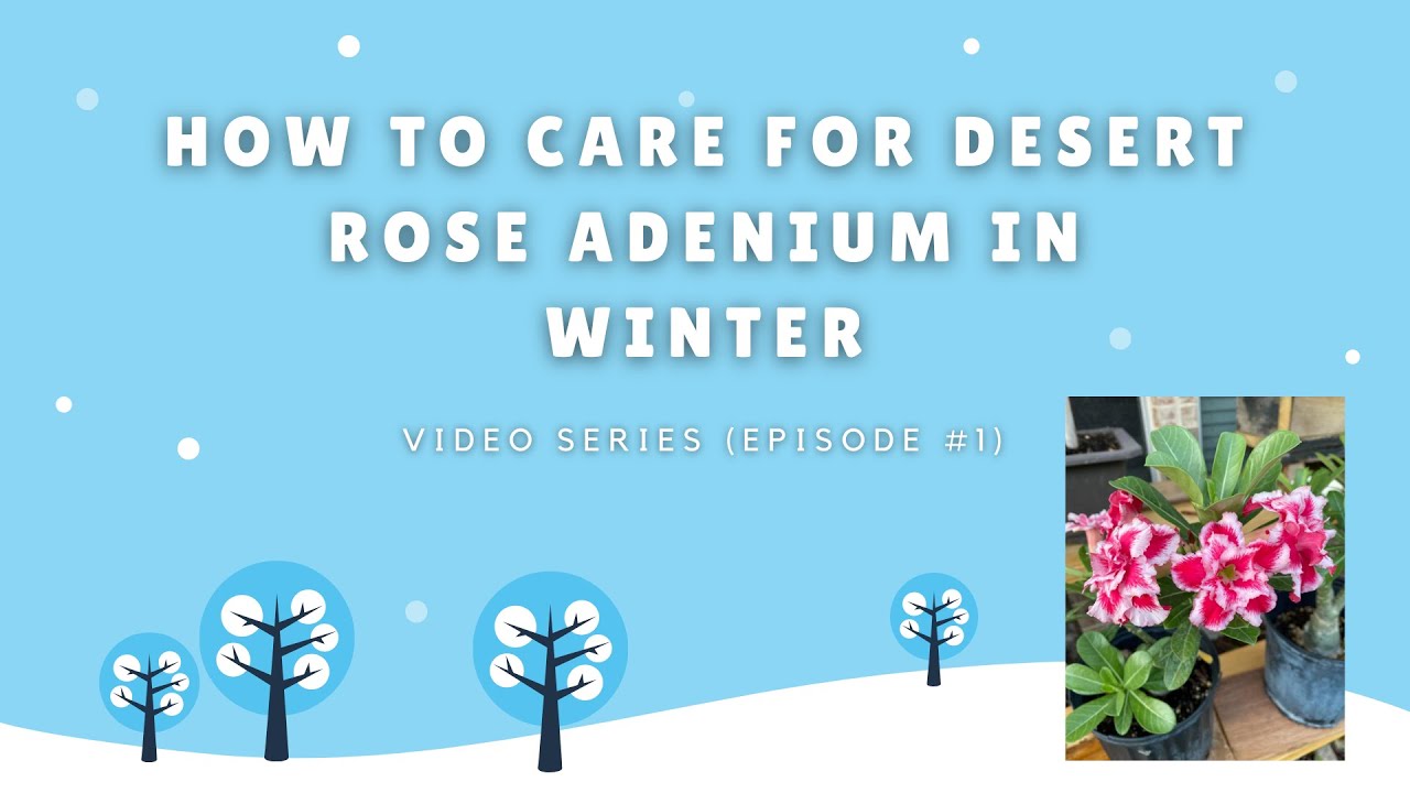 How to care for Desert Rose Adenium in Winter (Video Series - Episode 1)