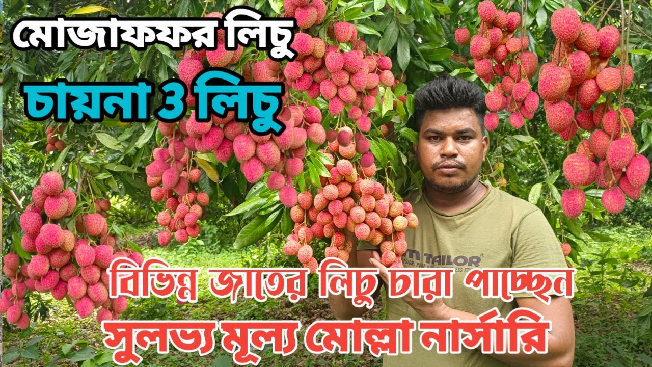 মোজাফফর লিচু চায়না 3 লিচু বেদেনা লিচু ভালো মানের চারা পাচ্ছেন সুলভ্য মূল্য মোল্লা নার্সারি