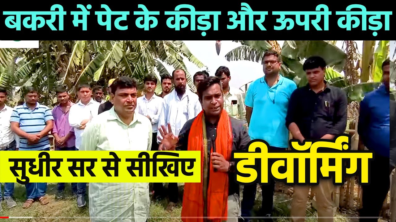 कब और कैसे करें 🐐GOAT DEWORMING? सुधीर सर से सीखिए ! !🐐🐐बकरियों में पेट के कीड़े मारने के सही तरीके