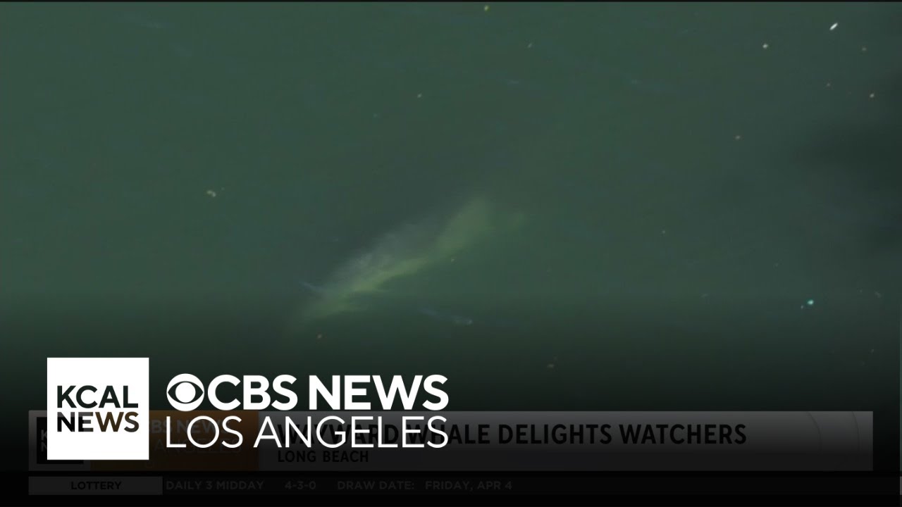 Wayward whale delights watchers in Long Beach