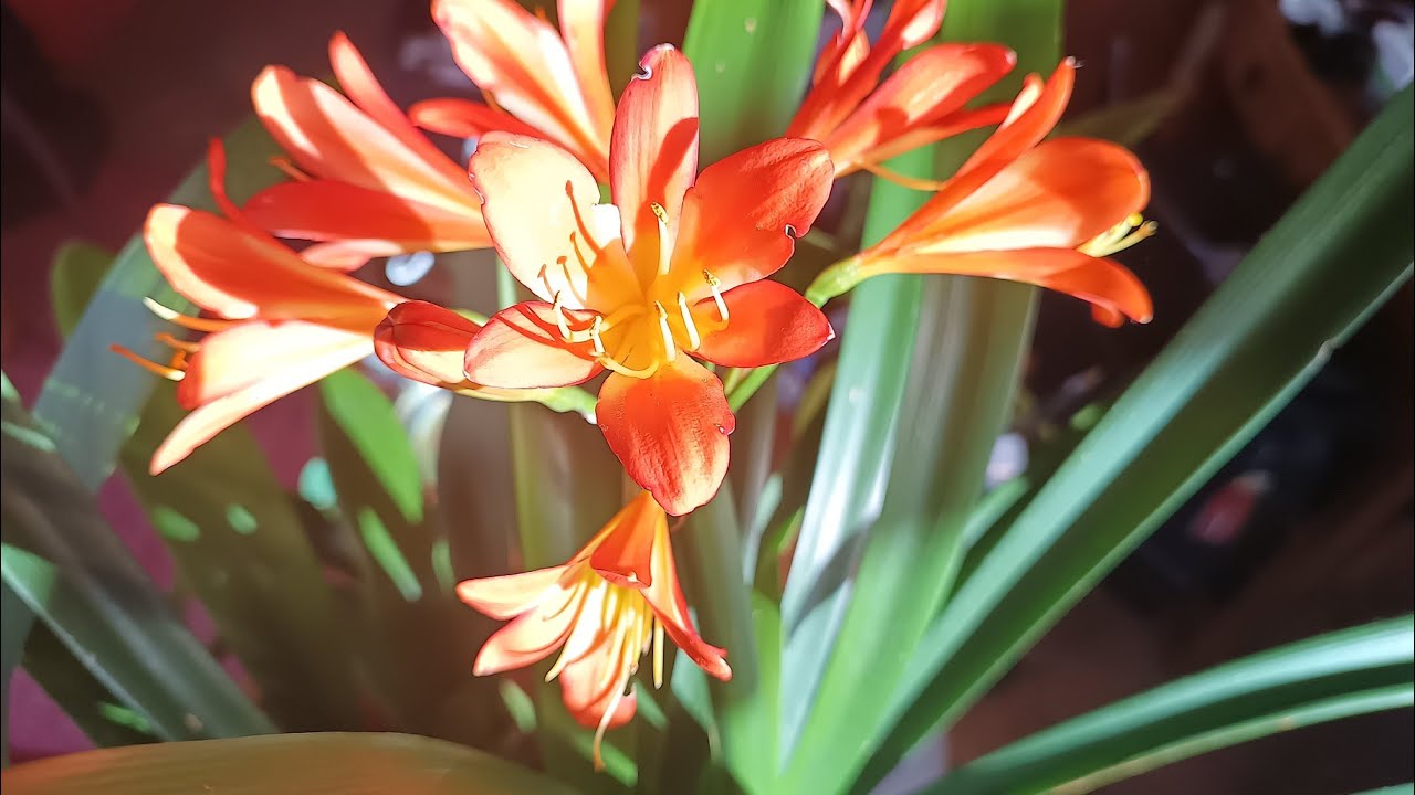 #videos#flowers#clivia#orangebronze@kapcoastsunsetcliviaseascapes