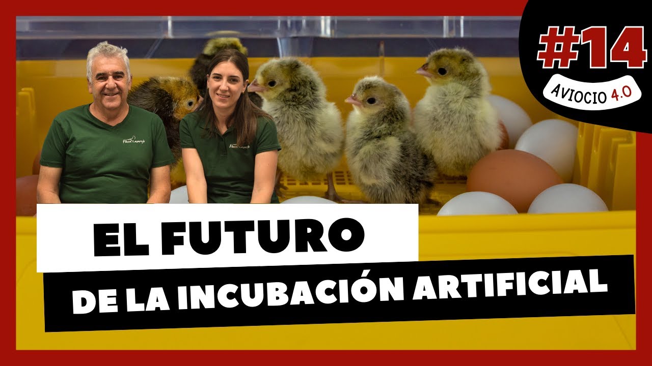 🐣 El FUTURO de la INCUBACIÓN ARTIFICIAL | AVIOCIO 4.0 #14