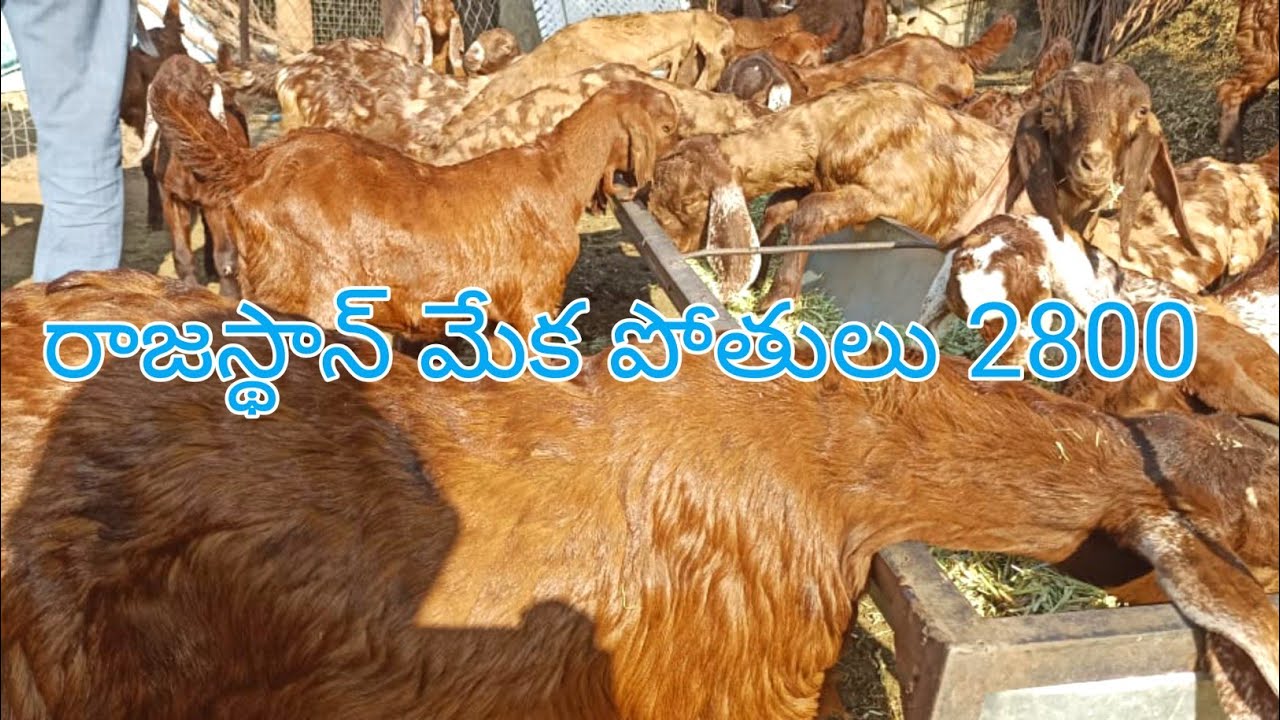 Rajasthan Goats 2800 / 7878036312 #Proddaturtraveller #Rajasthangoats #Shirohigoats
