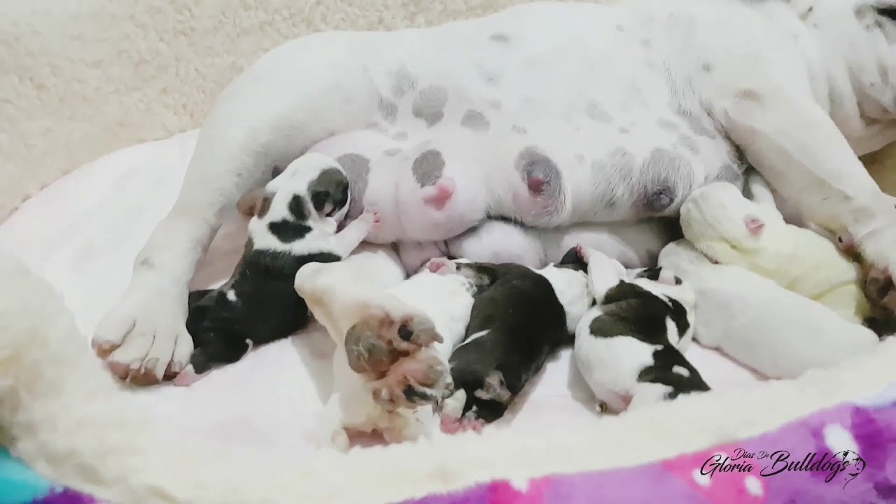 ¿ que necesito para recibir una camada de bulldog ingles ?