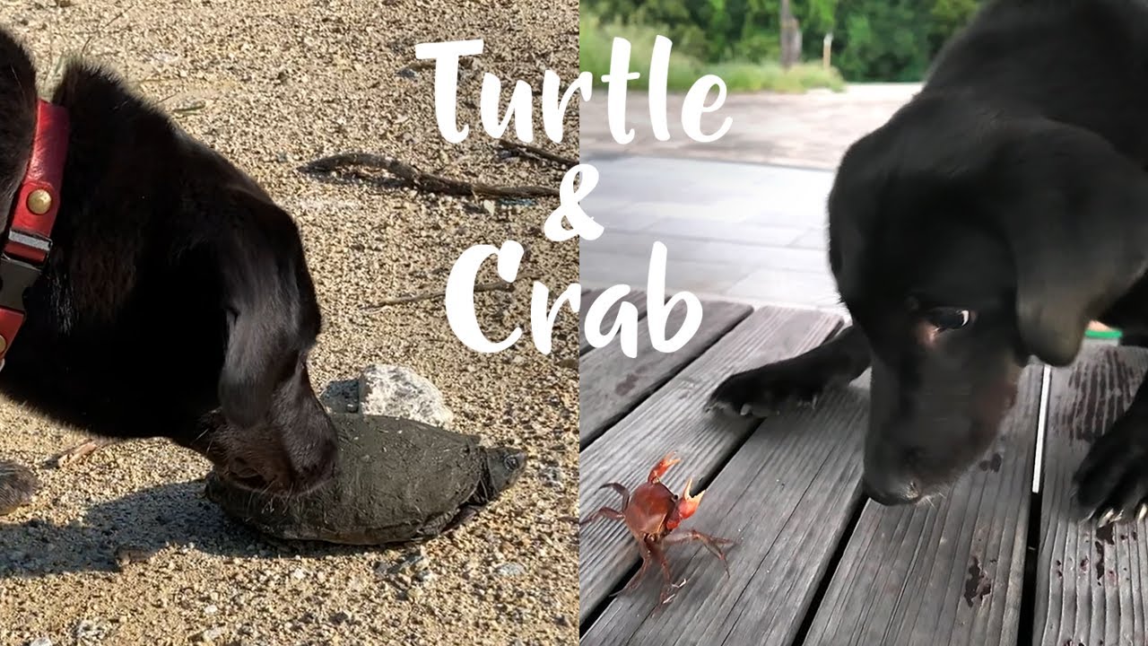 【犬Vlog】カメとカニに出会って興味津々の犬。