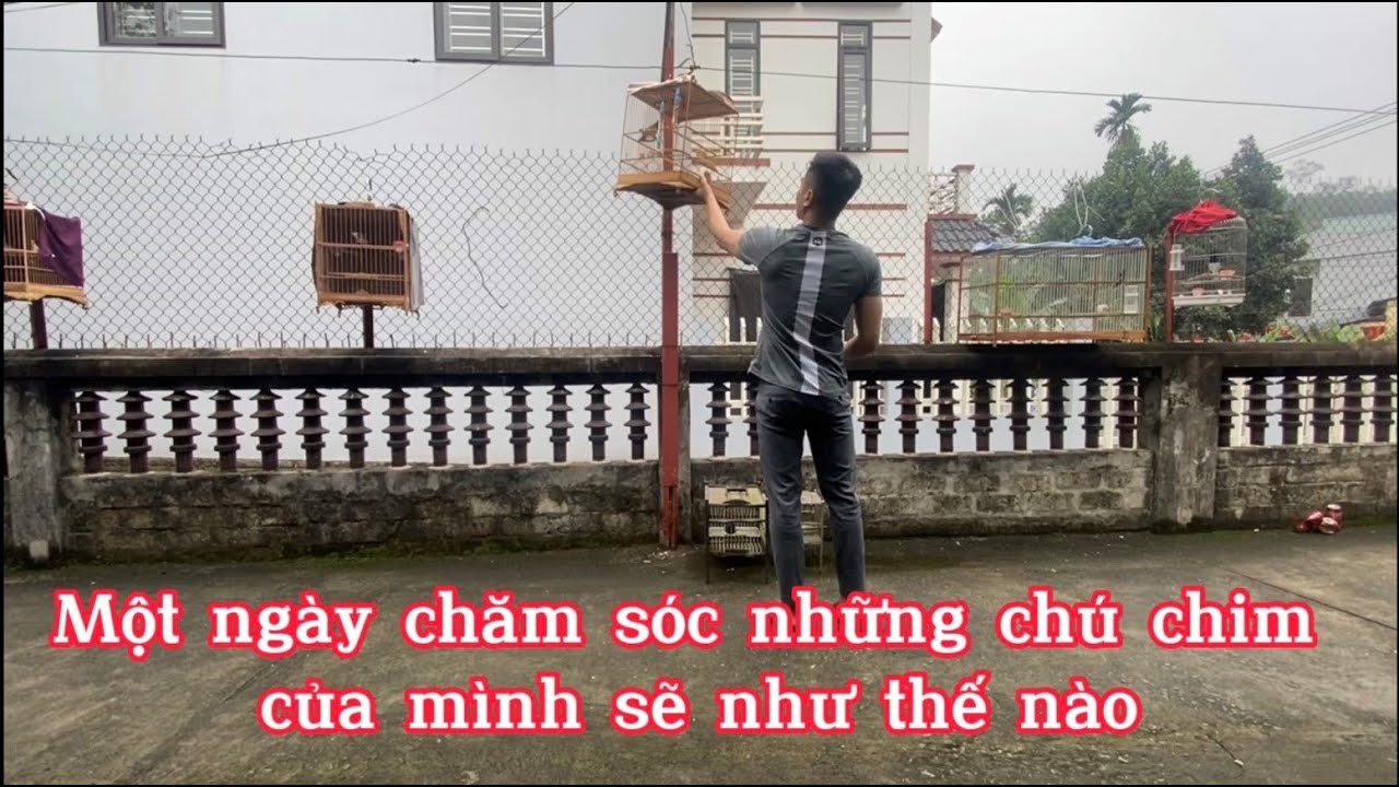 Truyện chim c&ograve; chia sẻ đam m&ecirc; chăm s&oacute;c chim cảnh mỗi ng&agrave;y