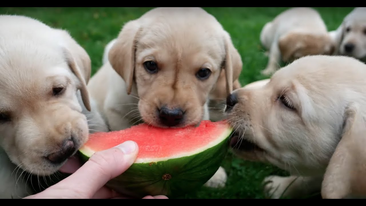 Labrador Retriever Puppy's eten Watermeloenen + Lekker Spelen