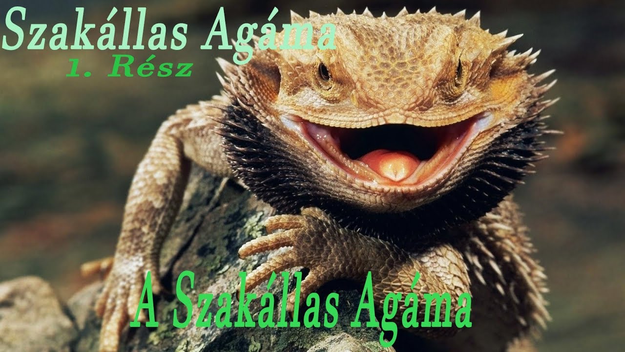Szakállas Agáma 1. rész   /A Szakállas Agáma Bemutatása/