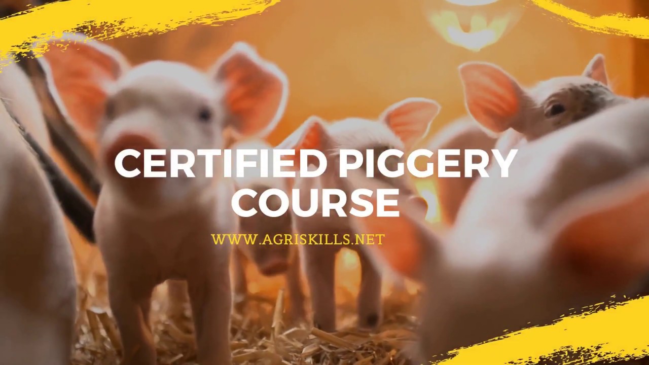 Piggery Short Course at Agri Skills | Learn to farm with pigs profitably