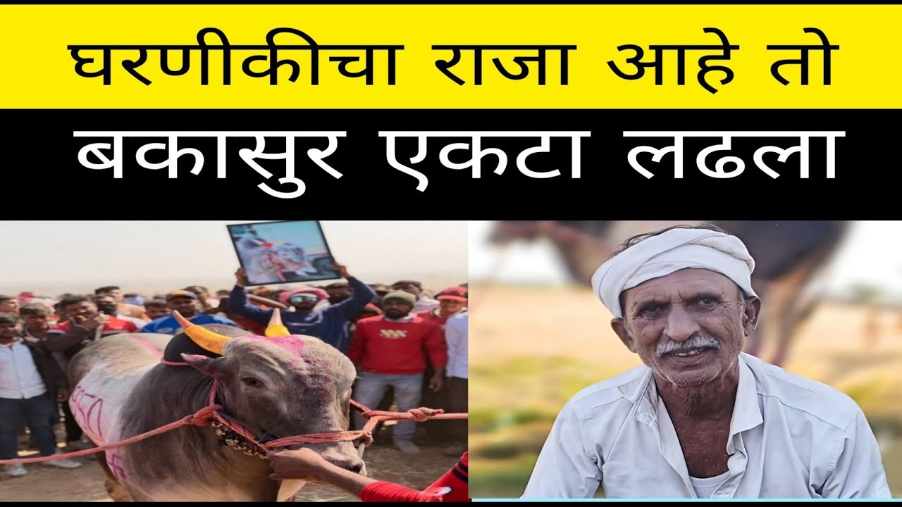 घरणीकीचा राजा संपला नाही अजून.. उत्तर दिले राजाने पळून. बकासुर आणि वशा ने लढत दिली.