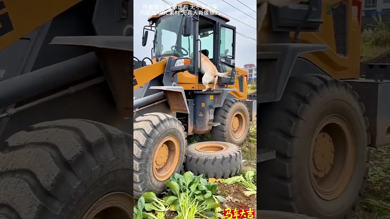 Rzadki i interesujący, animistyczny, plan tworzenia fal AI dla ps&oacute;w str&oacute;żujących 😂 P264