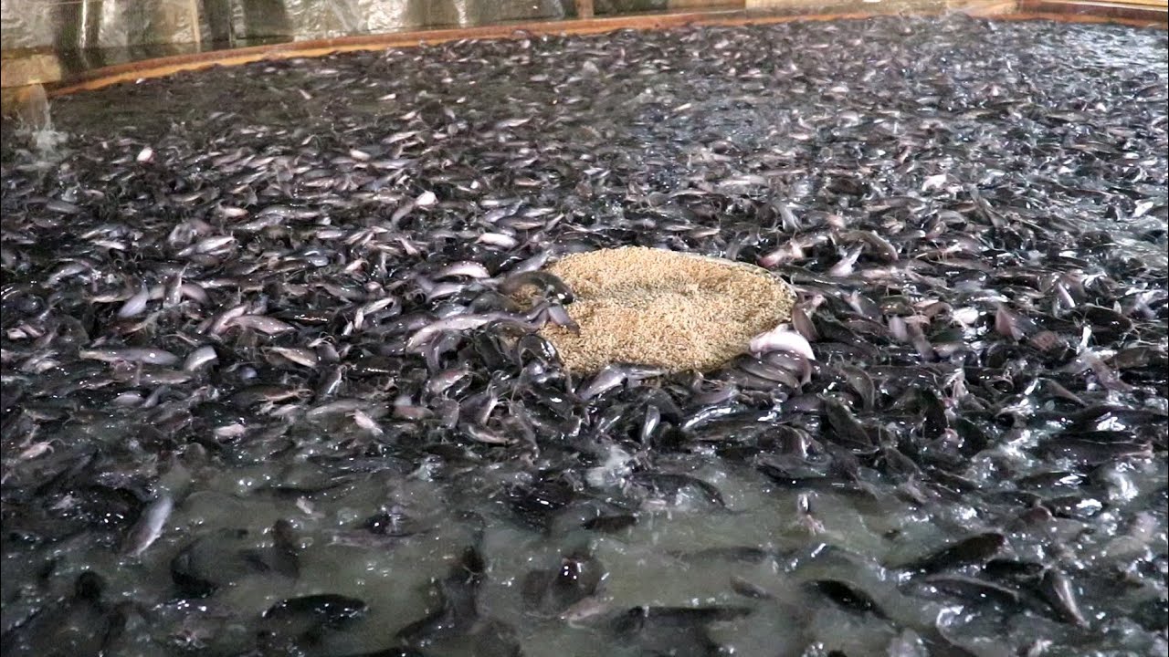 Hybrid Magur Fish Farming Business In India Part- 31