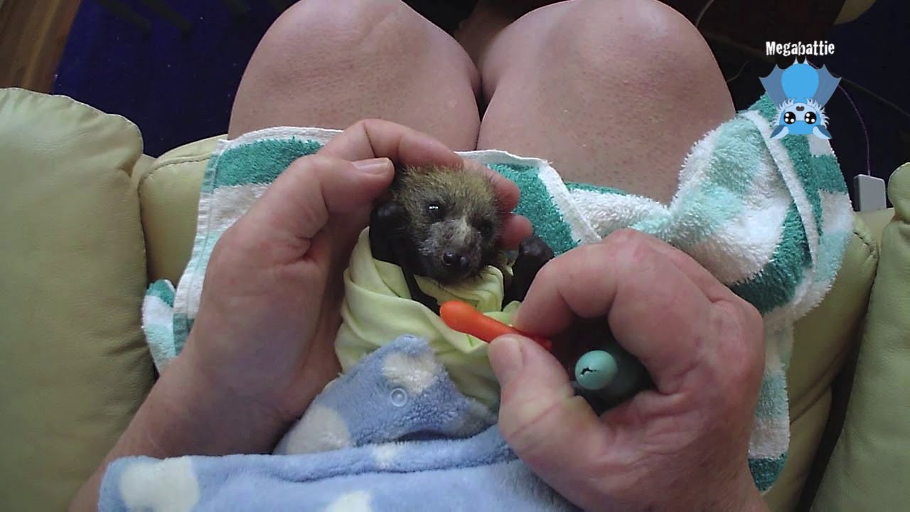 Bat rescue and care daily life:  Galileo and Fidget