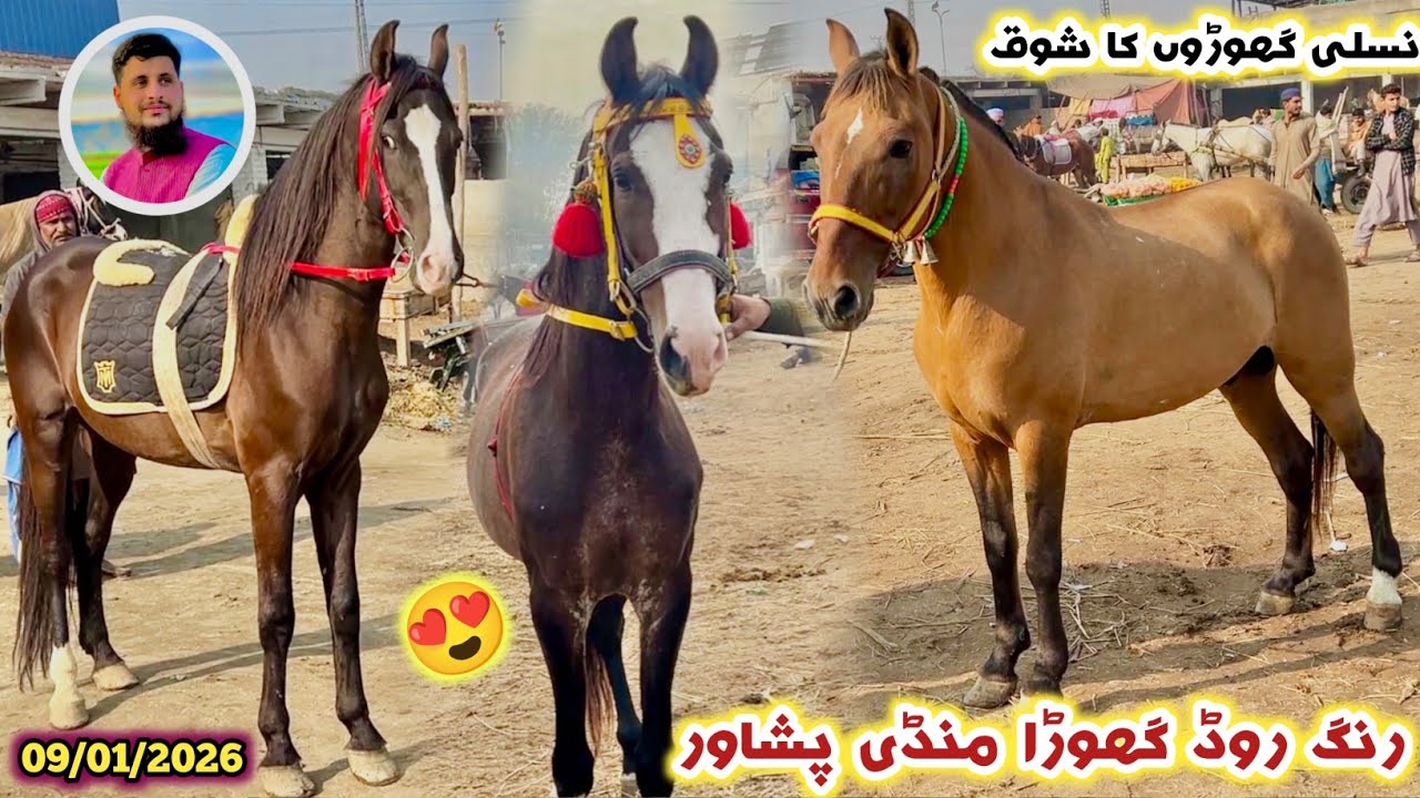 Horse 🐎 Market Peshawar New Stock Arrived Latest Updates 10/01/2026| Desi & Quetta Breed Izhar Ali