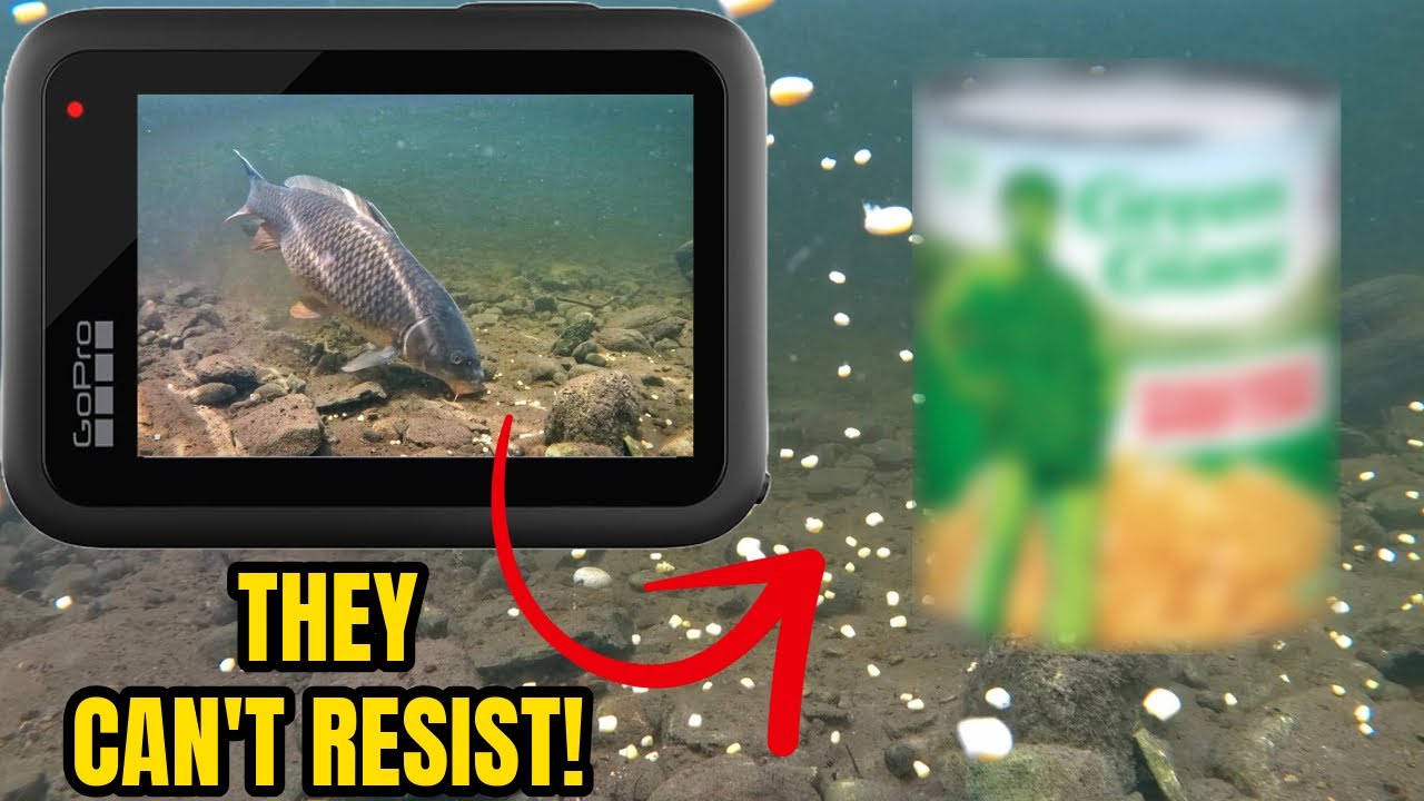 Underwater Sweet Corn Fishing for Carp with LQ Rig