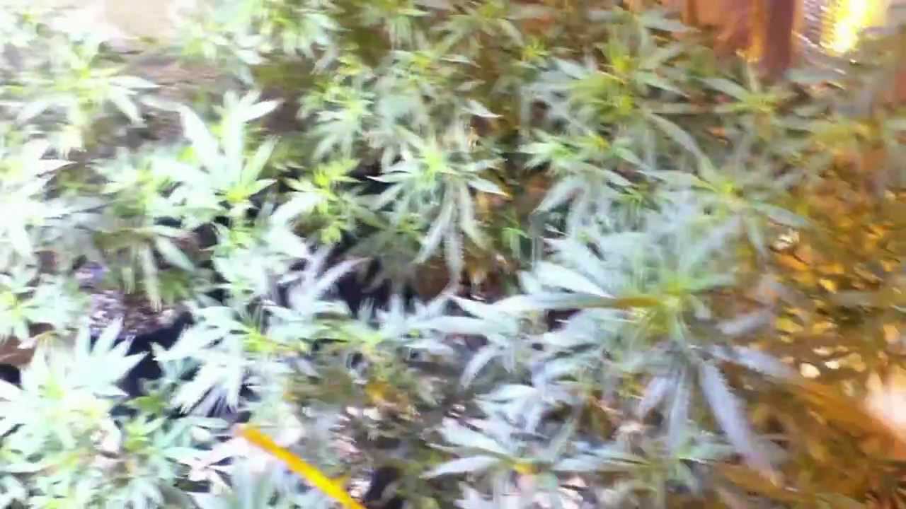 growing marijuana (vegetative growth) before room/plant cleaning