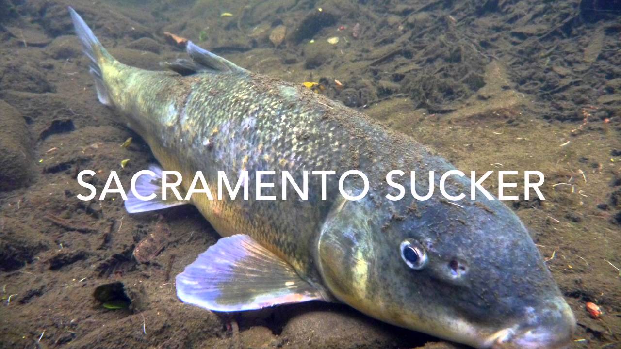 Diversity in the Napa River