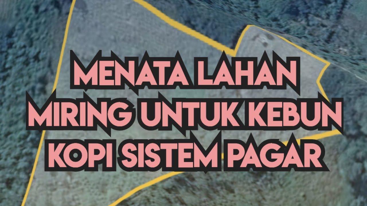 Cara Menentukan Barisan Kopi Sistem Pagar di Lahan Miring