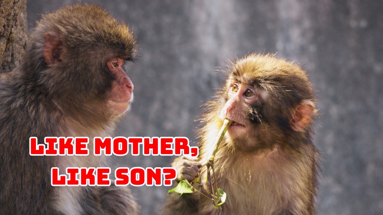 Punch the Monkey - Like mother, like son?