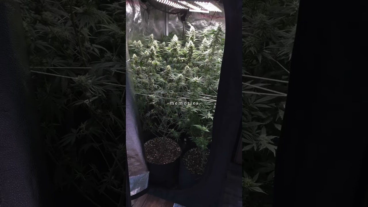 Having nostalgia over the Big Bud grow in 2022 with what appears to be 10 gallon grow bags! Could it