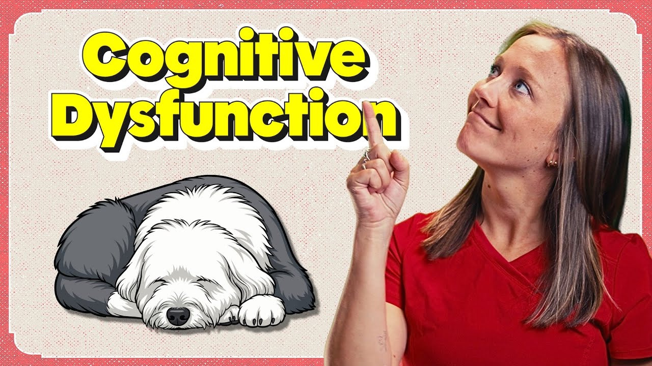 Как распознать когнитивные нарушения у пожилых собак | Круглый стол ветеринаров - EP161