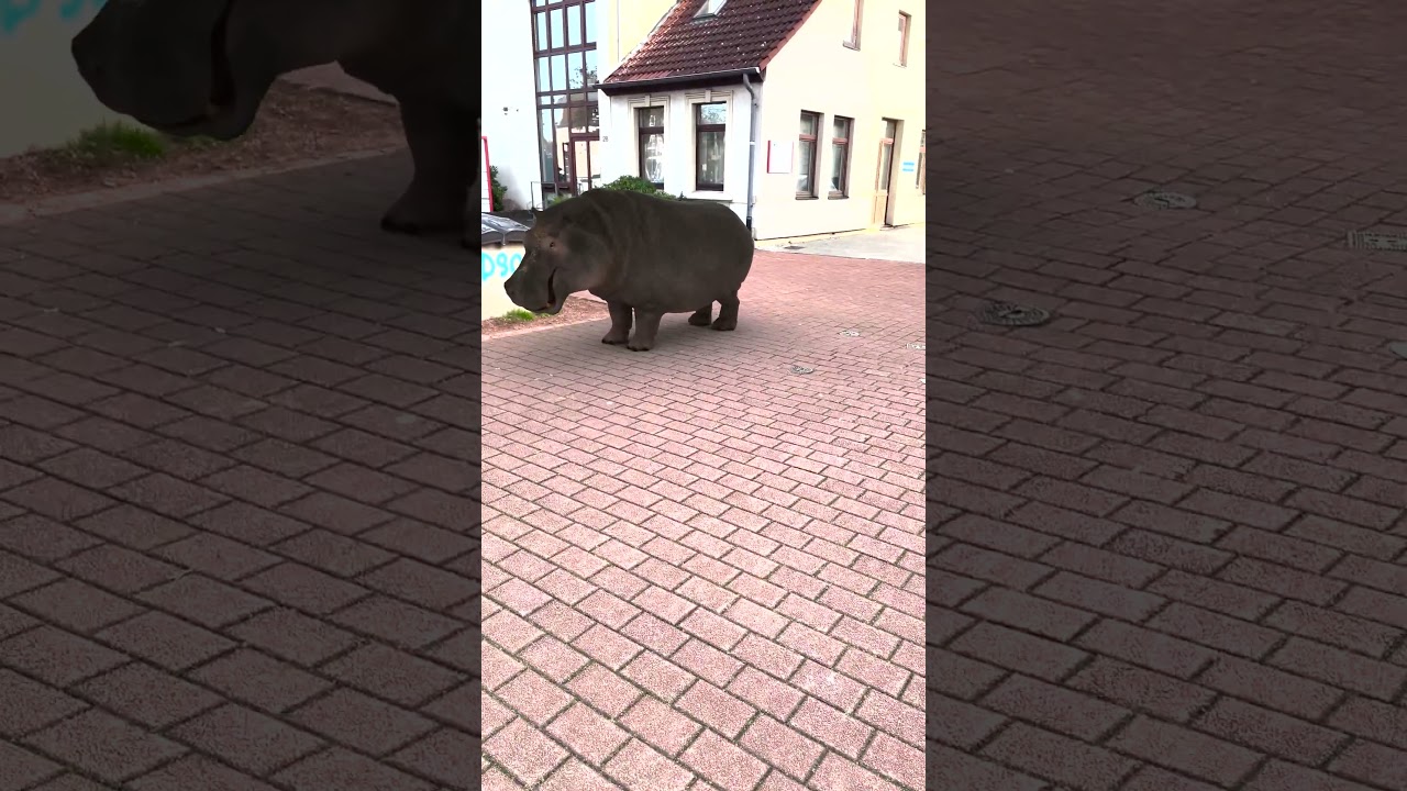 Blender  